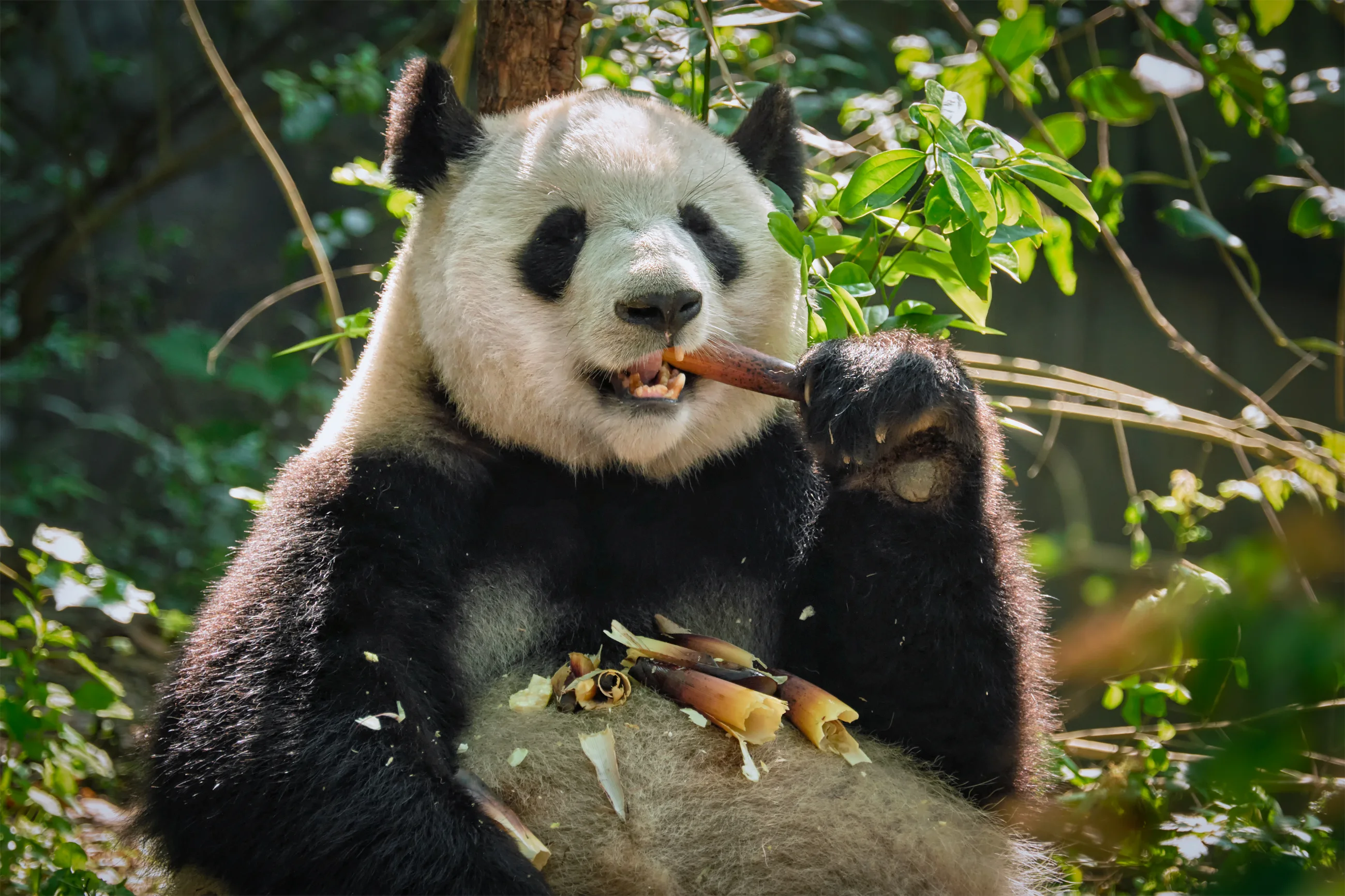 Panda sitting on a wooden log